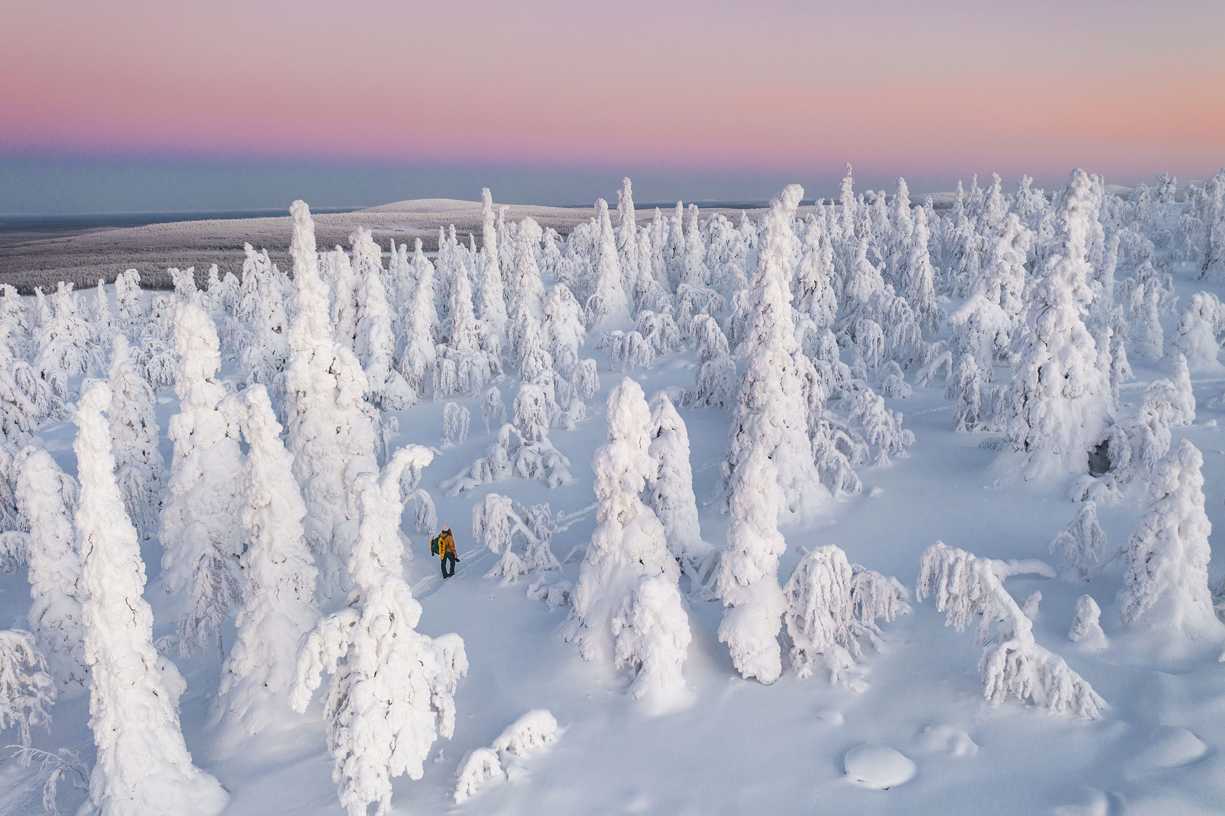 Snow covered trees in Lapland.